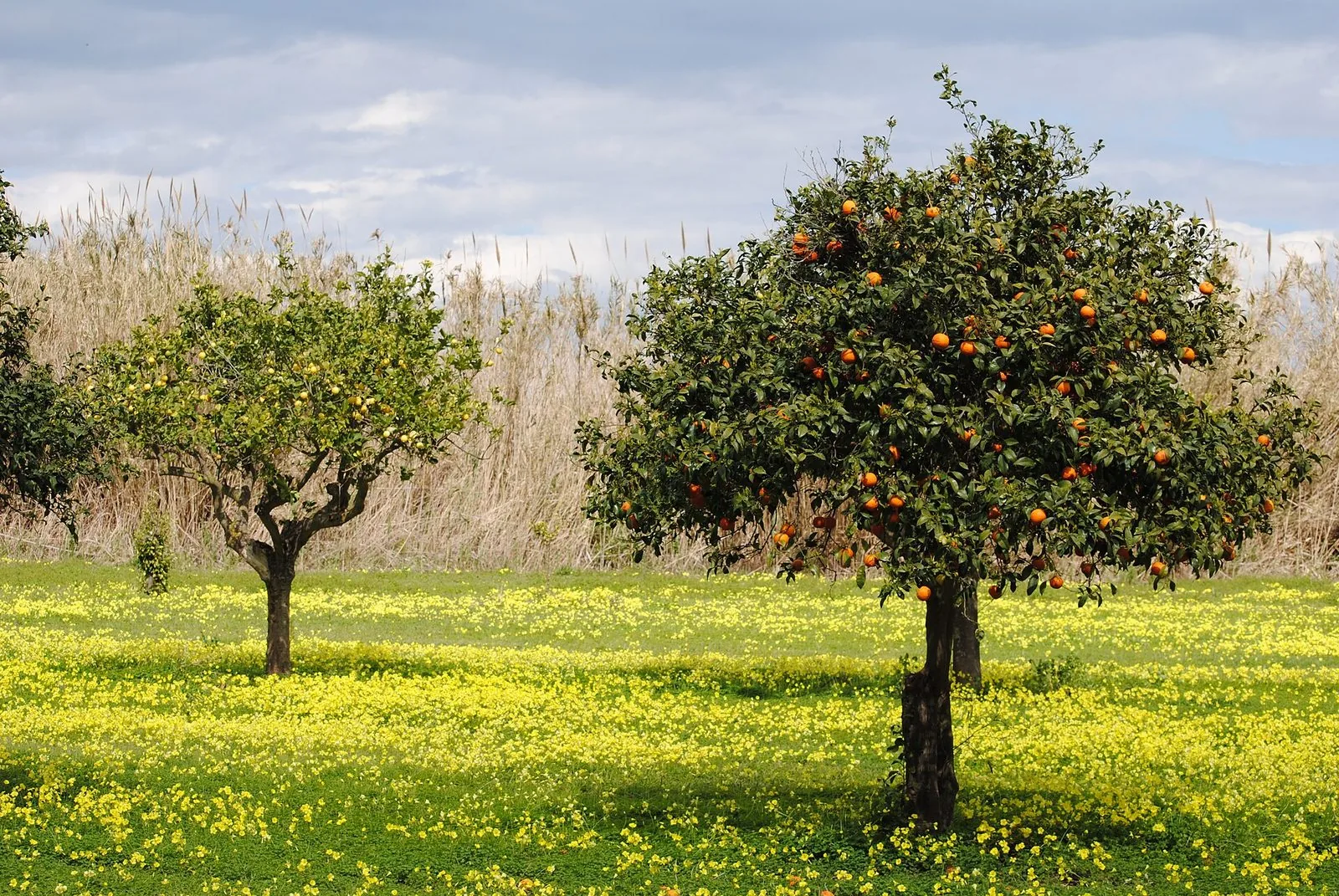 Un agrumeto mediterraneo con le arance mature