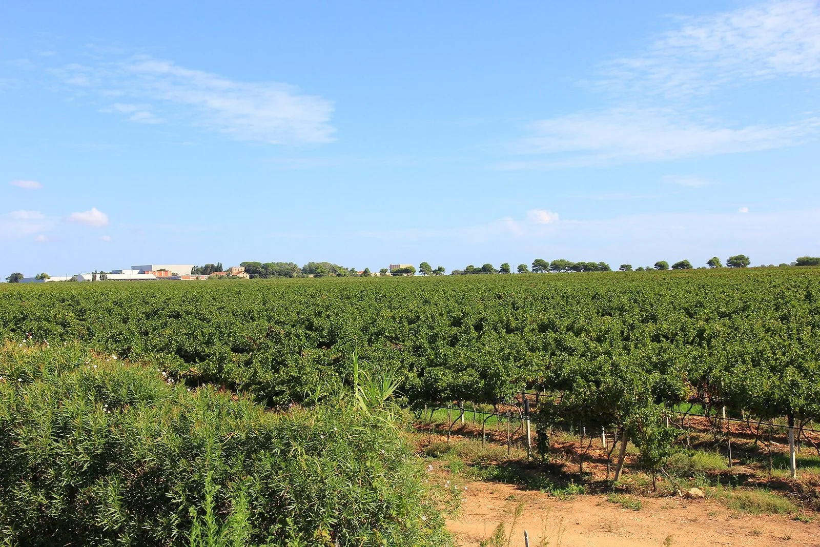 Un vigneto in Sardegna