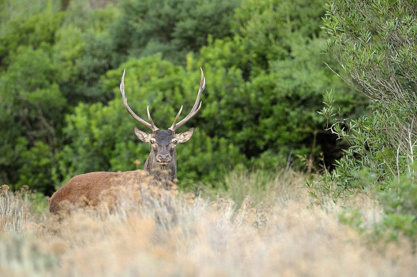 Un cervo sardo nella macchia mediterranea