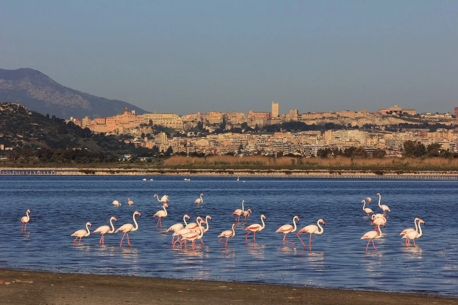 Fenicotteri rosa in uno stagno costiero della Sardegna meridionale